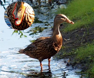 [A mallard stands in shallow water. She is facing the bank on the right and from this side there is a gaping section of bill missing nearest the tip. A second round image is in the upper left corner. The round image is a top down view of the bill with the bill outlined in red since the lighting doesn't produce a significant color difference between the bill and the duck's belly. The red outline indicates both top and bottom bills are gone on the duck's right side for approximately one-third the bill's length. There is an irregular outline to the bill.]